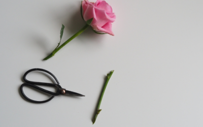 Cómo cuidar las flores de corte